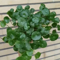 گیاهان آپارتمانی