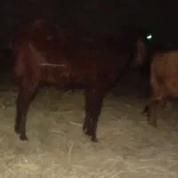 سه تا گیسه فهرج ابستن