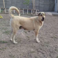 سگ ماده (پژدر)