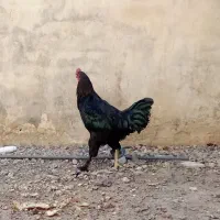 مرندقره سی|حیوانات مزرعه|مرند, |دیوار