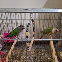 گرینچیک مولد