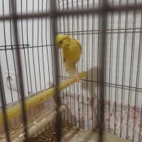 قناری ماده طلایی ۵ تخم اماده اماده|پرنده|بیرجند, |دیوار