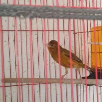 فروش قناری نر
