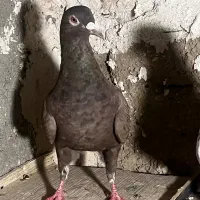 سرک سیاه|پرنده|شیراز, شهرک نیروی انتظامی|دیوار