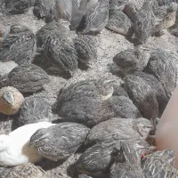 بلدرچین ارگانیک (سبز)