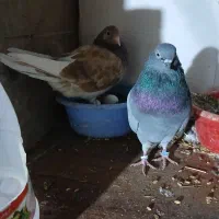 تعدای کبوتر پرشی