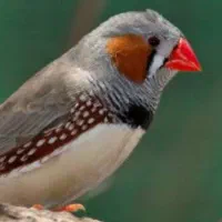 فنچ نر