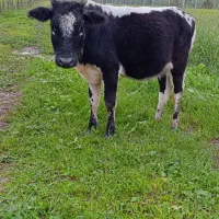 لیشه فروشی|حیوانات مزرعه|گوراب زرمیخ, |دیوار