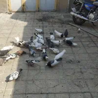کبوتر تهرانی