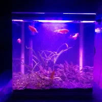 آکواریوم دلسا K320 فول به همراه ماهی و گیاه