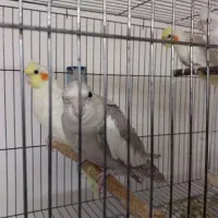 جفت لوتیو و جوجه دانخور|پرنده|گرگان, |دیوار