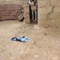 سگ لاس