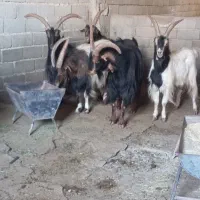 نربز|حیوانات مزرعه|ماهدشت, |دیوار