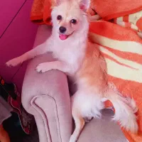 سگ پامر اشپیتز