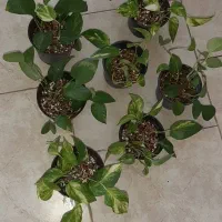 گل پتوس ابلغ|گل و گیاه طبیعی|سبزوار, توحیدشهر|دیوار