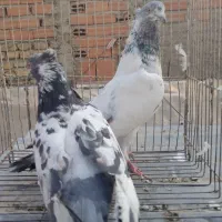 تعدادی کبوتر تهرانی یجا