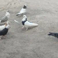 ماه