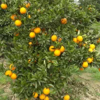 فروش یا تهاتر۵۴۳مترزمین مسکونی ساری شهر اکند
