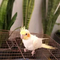 عروس هلندی دوماهه|پرنده|دیلمان, |دیوار