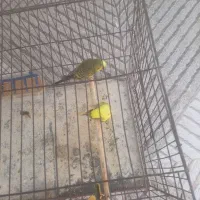 یک جفت مرغ عشق سالم و سرحال|پرنده|بندر کنگان, |دیوار