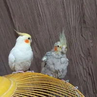 عروس هلندی|پرنده|شفت, |دیوار