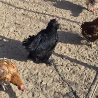 فروش مرغ و خروس گلین.مرندی و گلپایگان|حیوانات مزرعه|خوسف, |دیوار