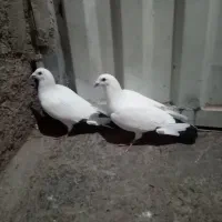 المانی|پرنده|رامیان, |دیوار