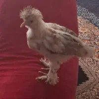 جوجه مرغ برهما