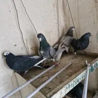 کبوتر|پرنده|خمینی‌شهر, |دیوار