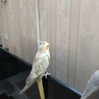 عروس هلندی جفت خورده جوجه داده