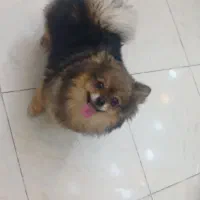 پامر دو سر خرسی وارداتی