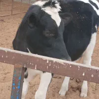 تلیسه پای کل|حیوانات مزرعه|کاشان, دشت لتحر|دیوار