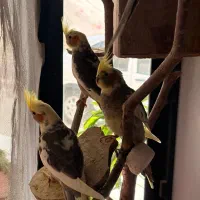 جوجه عروس هلندی