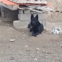 ژرمن اصیل نره سرحال تربیت شده