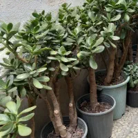 فروش گلهای آپارتمانی|گل و گیاه طبیعی|شلمان, |دیوار