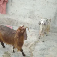 بز  خوب