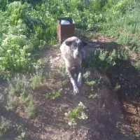 سگ خالی