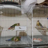 ماده گرینچیک با تست و حلقه پا دانخور فول دستی