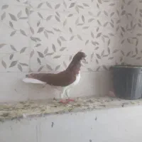 چپ سیاه چپ سرخ و قره سیاه