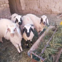 سه عددبره نر