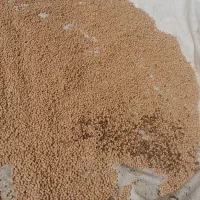 فروش بذر نخود کرمانشاه(بهاره)بوجاری و ضدعفونی شده