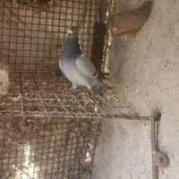 نر سبز|پرنده|زابل, |دیوار