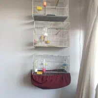 قناری طلایی جیبر