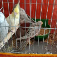 عروس هلندی رام با تخم و جوجه