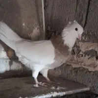 طوقی نر درشت و جوان|پرنده|سریش آباد, |دیوار