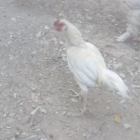 خروس کوشامو