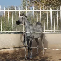 اسب عرب ،کره ،نریان