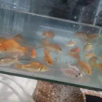 ماهی قرمز اکواریومی|ماهی|ساوه, |دیوار