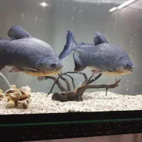 پیرانا نروماده ۳۰ سانتی رنگ عالی و خوب|ماهی|تبریز, |دیوار