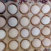تخم مرغ نطفه دار